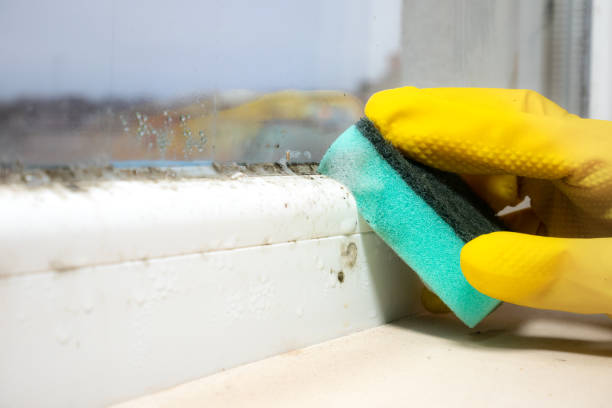 Best Commercial Mold Remediation in USA